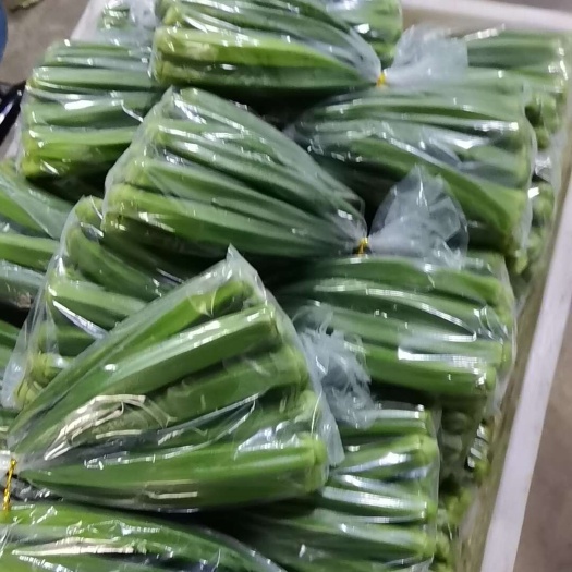 漳州福建漳州精品小包装秋葵28包 箱当日采摘 蔬菜批发 产地直供