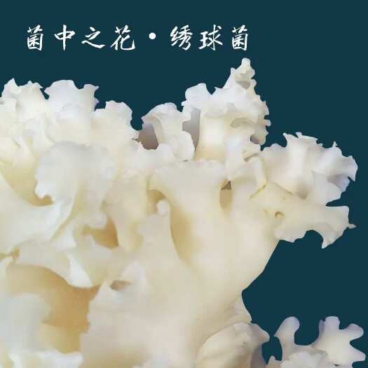 广州绣球菌