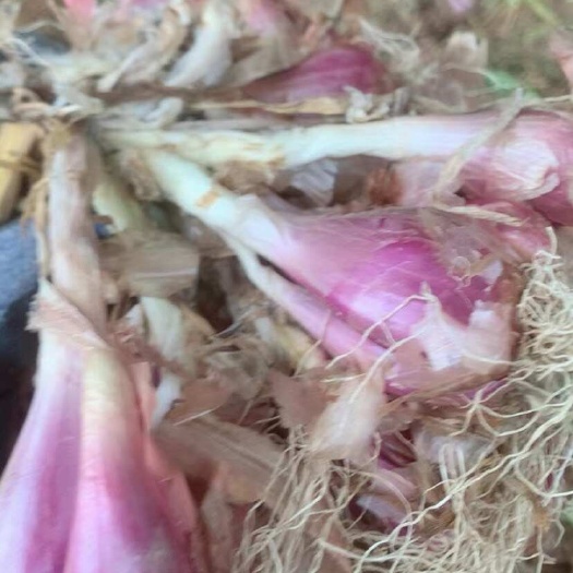 桂平市精品湛江白铁杆葱种，农家肥种植，饮用级别自来水浇灌良心种植户