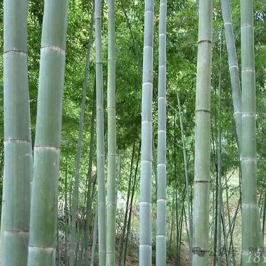 三江县大量山地毛竹出售。欢迎洽谈
