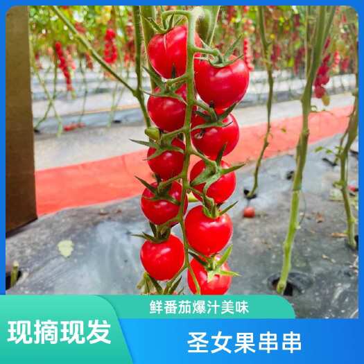 新绛县【现摘串串】串果小番茄现摘瀑布番茄圣女果番茄樱桃番茄