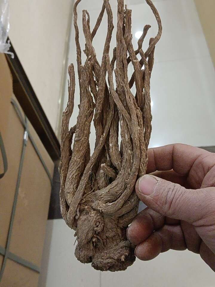 岷当归