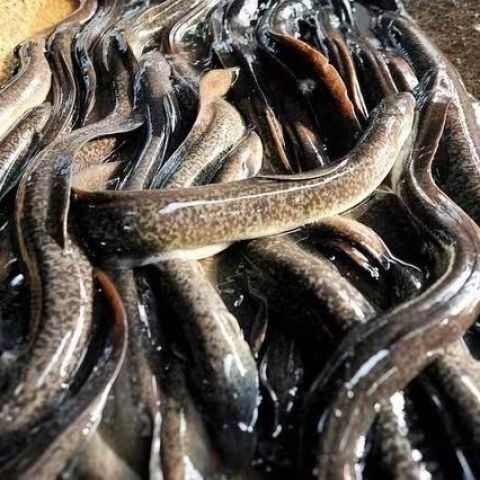 澄迈县非洲鳗鱼苗鱼苗8到15公分左右