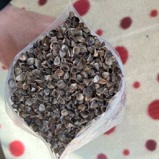定西荞麦壳