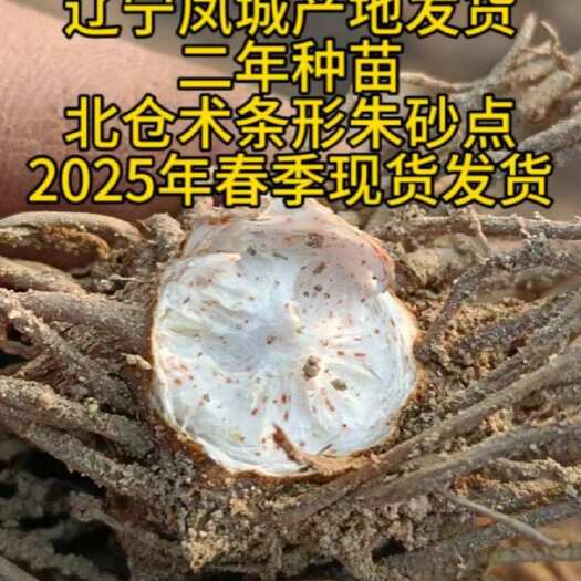 凤城市二年朱砂点北仓术 产地直发 量大 质量保正