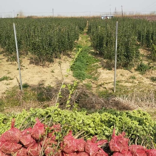 定远县丛生北海道黄杨批发基地直销