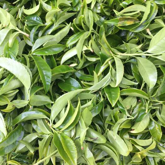 潮州乌龙茶：凤凰山原产地锯朵仔