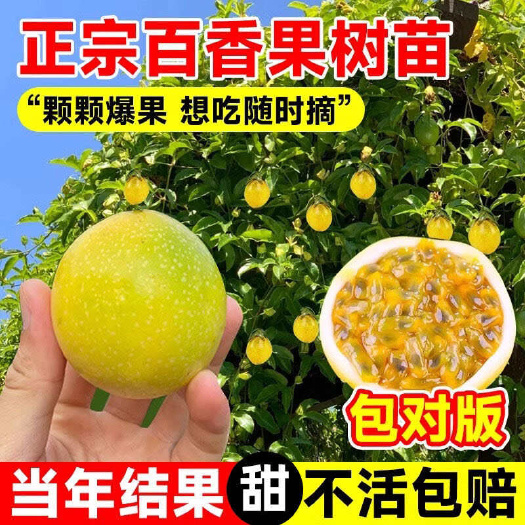 黄金百香果苗台农紫香百香果嫁接苗品种纯正广西苗圃基地直销包邮