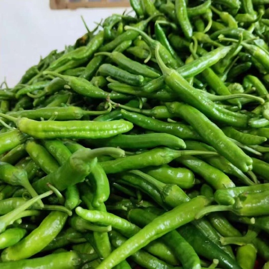 樟树小青椒
