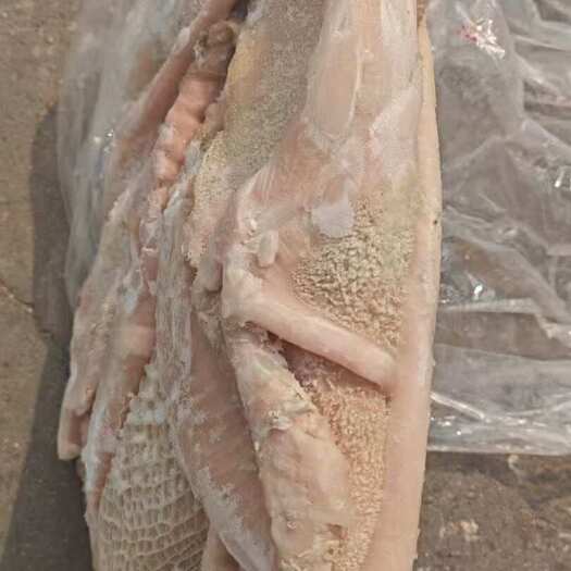 阳信县纯干六成熟牛肚带金肚 出成高 质量保证