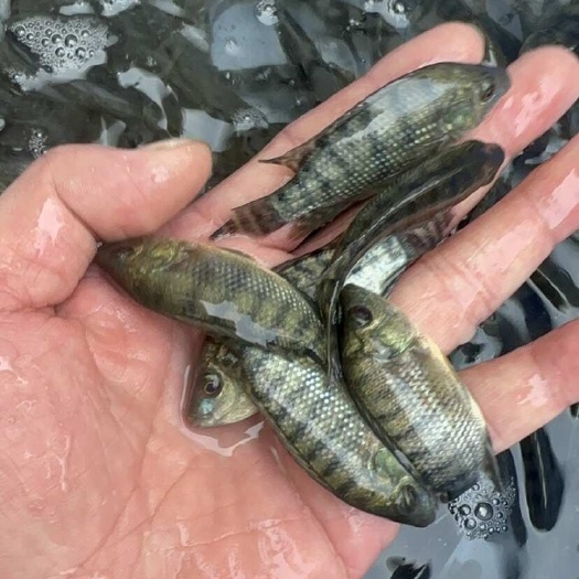 南宁杂交青宝路鱼苗，单性快大，抗病能力强，料比底，易管理