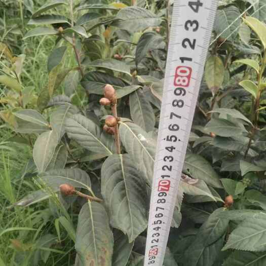 苍梧县红花油茶嫁接苗