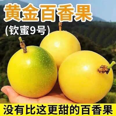 海口百香果黄金钦蜜9号包邮大果鸡蛋果现摘海南新鲜当季水果一件代发