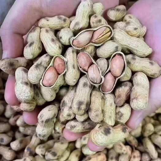 沙炒花生，熟花生 支持拿样