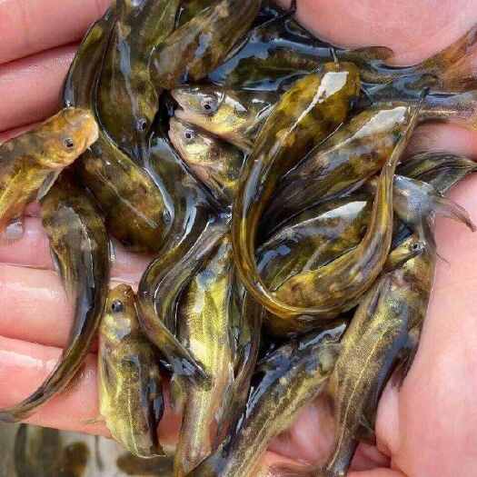 广州黄辣丁黄骨鱼黄颡鱼本地鱼苗附近鱼苗批发零售