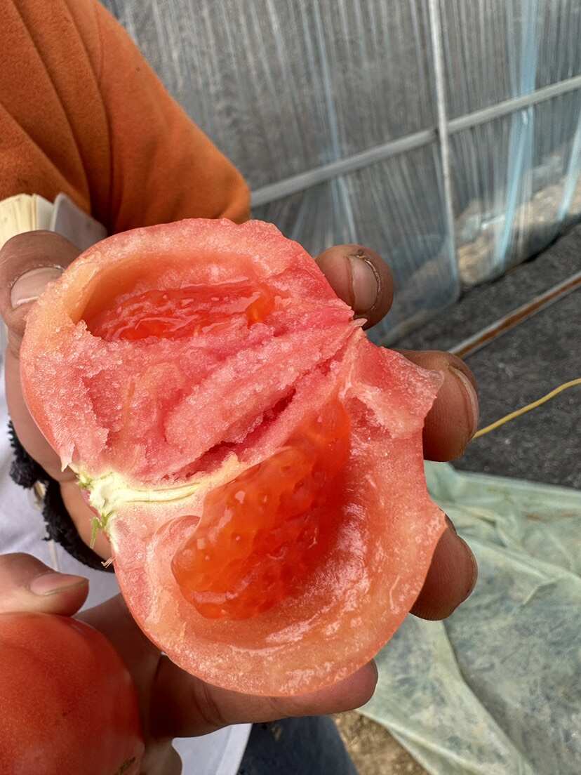 普罗旺斯西红柿 口感型软粉 精品果