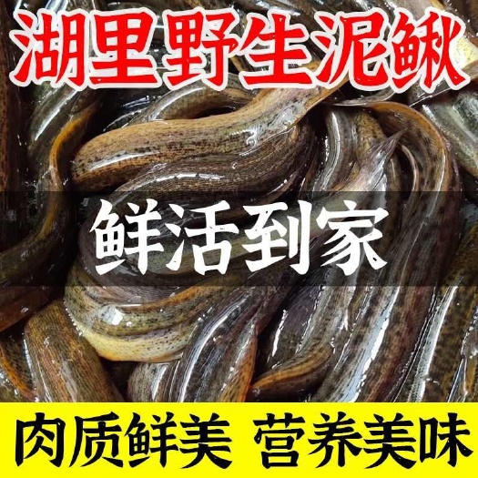 泥鳅鲜活泥鳅微山湖泥鳅活钓鱼淡水可食用活鱼青鳅黄鳅