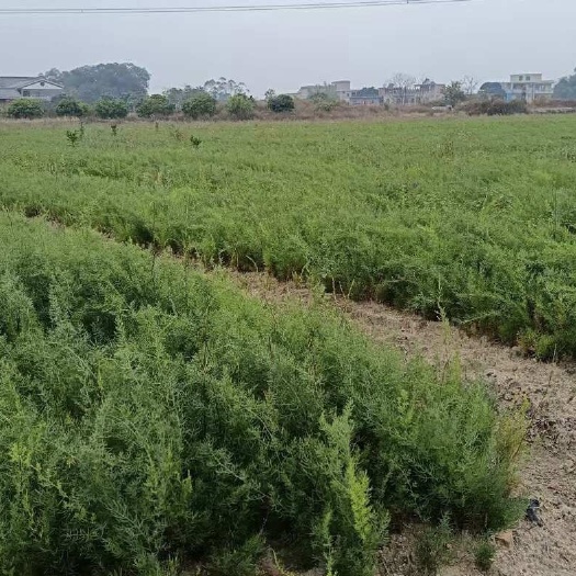 兴业县广西大天冬苗 天门冬 长期供货
