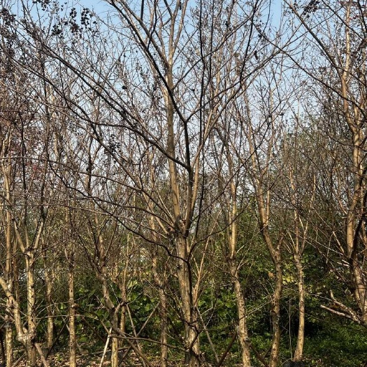 佛山​​​​​​​大清场处理大叶紫薇，假植苗，16-22分。