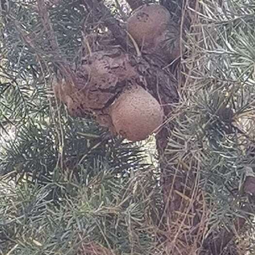 华坪县天茯苓
