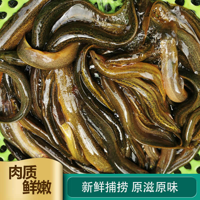泥鳅鲜活泥鳅微山湖泥鳅活钓鱼淡水可食用活鱼青鳅黄鳅