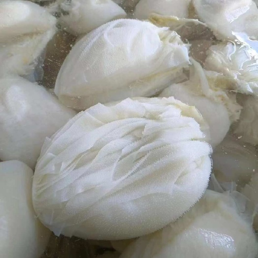 成都白整毛肚 牛副产品 成都直发 优质食材