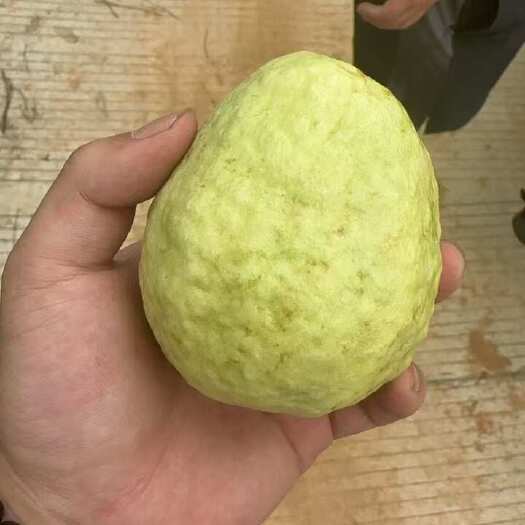漳州番石榴，芭乐