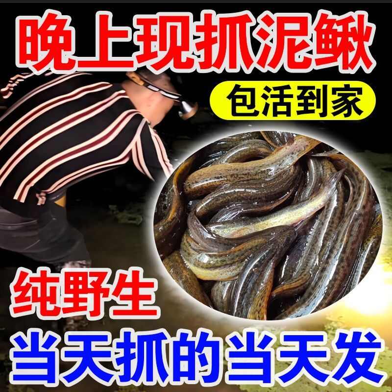 泥鳅鲜活泥鳅微山湖泥鳅活钓鱼淡水可食用活鱼青鳅黄鳅