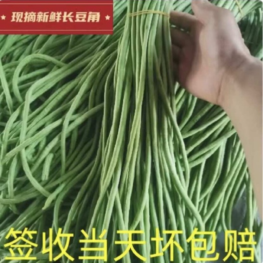 宿州【现摘现发】长豆角新鲜豇豆角做泡菜脆嫩豇豆新鲜蔬菜农家菜批发
