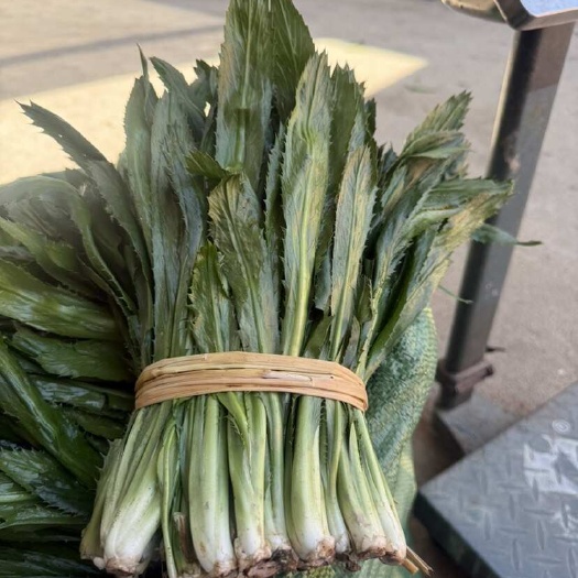云南盈江新鲜刺芹生态种植现摘现发蔬菜批发