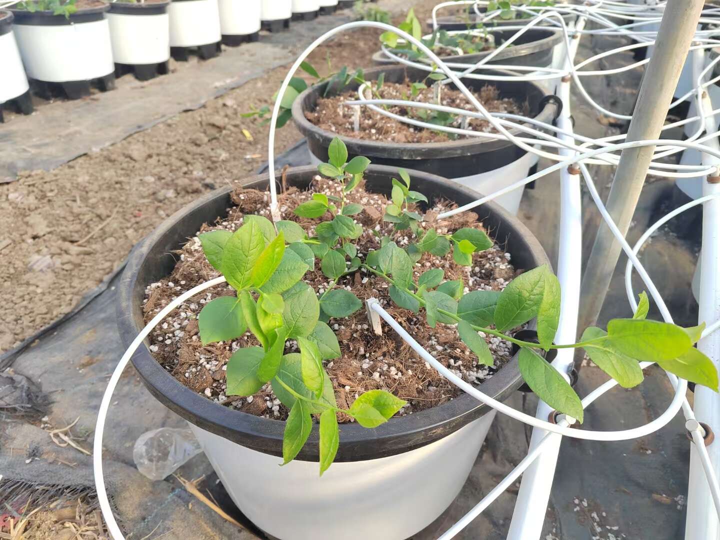 蓝莓专用基质 100升 酸性泥炭基质 蓝莓栽培基质