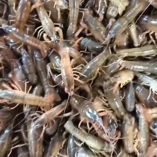 泗洪县小龙虾苗，龙虾苗，龙虾种苗，小龙虾苗种，小龙虾苗价格