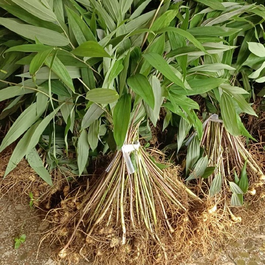 绥宁县黄精种苗，多花姜型黄精（药典品种），提供技术指导