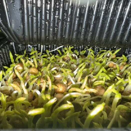 青岛纯水栽培豌豆苗