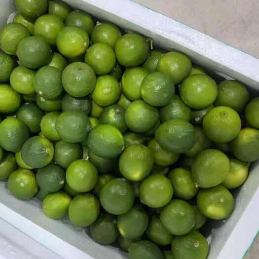 南宁无籽青柠