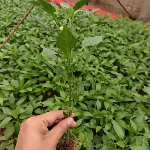 沭阳县湖南樟树港辣椒苗 优质蔬菜种苗湘阴美味贵族辣椒贵族辣椒