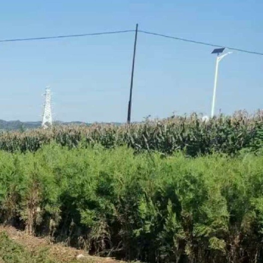 朝阳县辽宁朝阳侧柏树苗