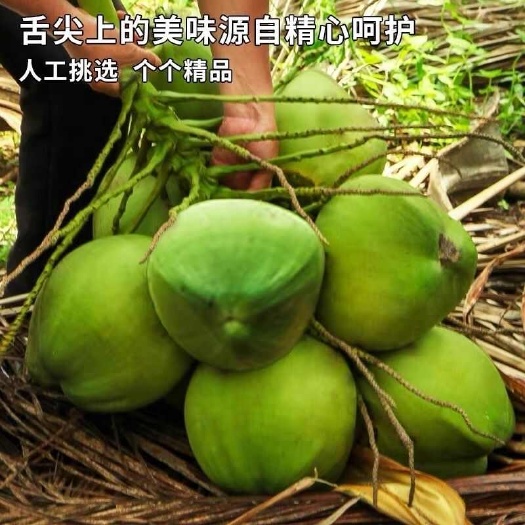 文昌市椰子