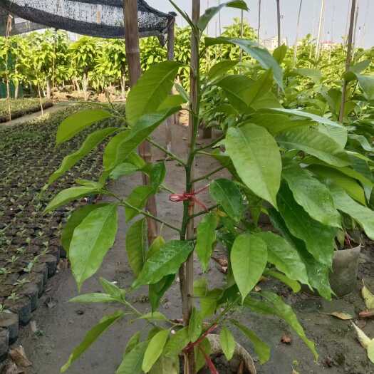 中山市优质白玉兰树苗基地现货批发 各种大小规格都有货欢迎老板们询价