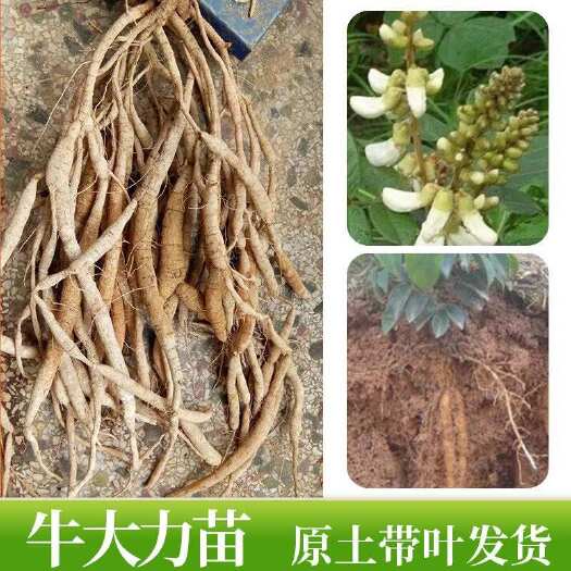 灵山县广西牛大力苗小叶中叶牛大力暑苗药材苗带土带叶南方种植带土