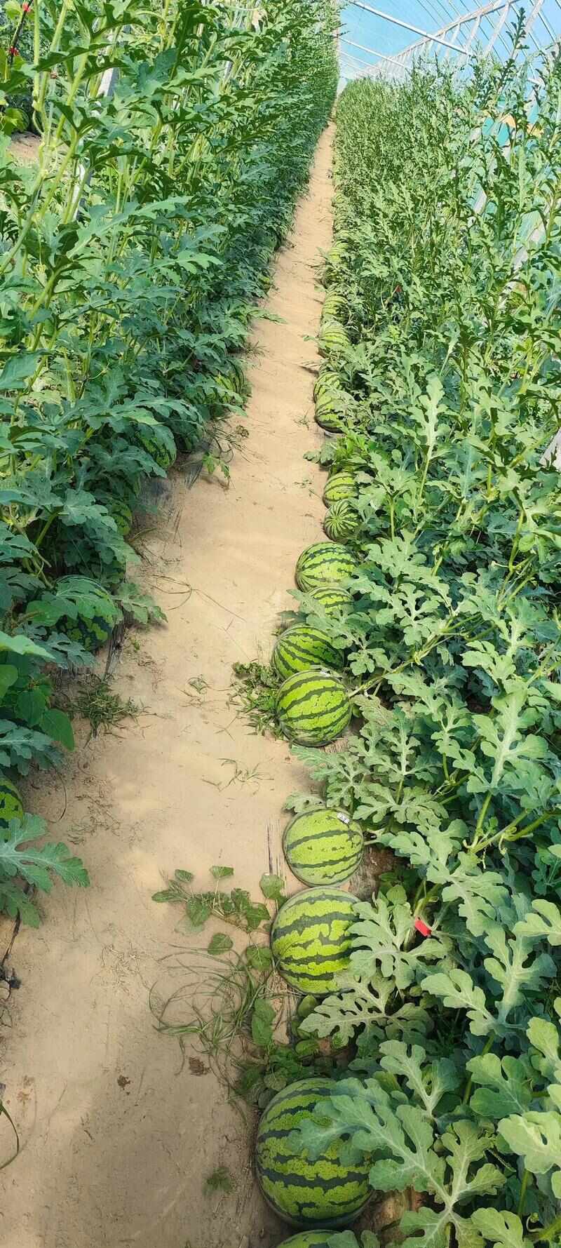 【推荐】河南夏邑美都麒麟西瓜，质量保证，产地推荐一手货源
