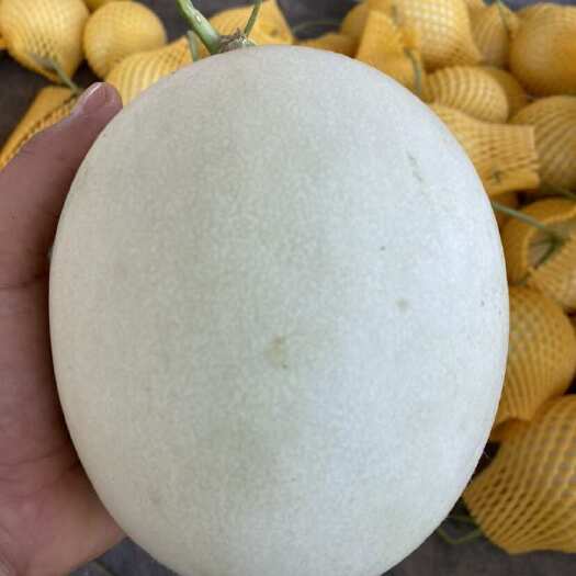 乐东县玉菇甜瓜 当日采摘现发货