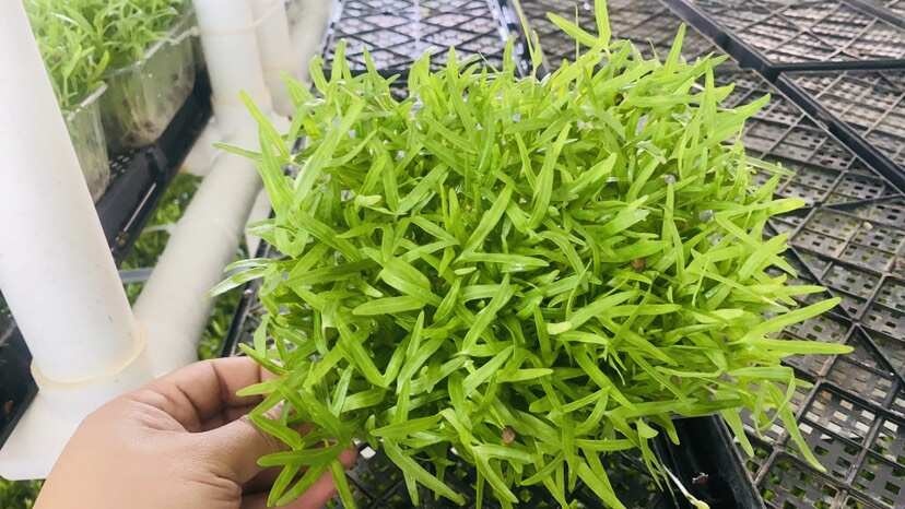 芽苗菜空心菜。