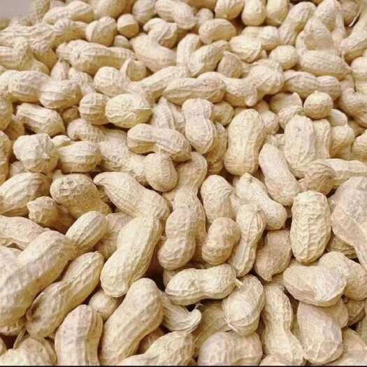 湖北襄阳白沙花生 春播9筛出油率54-55%杂质少