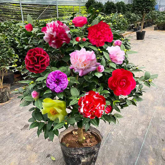 腾冲市五色赤丹，6年苗，带花苞