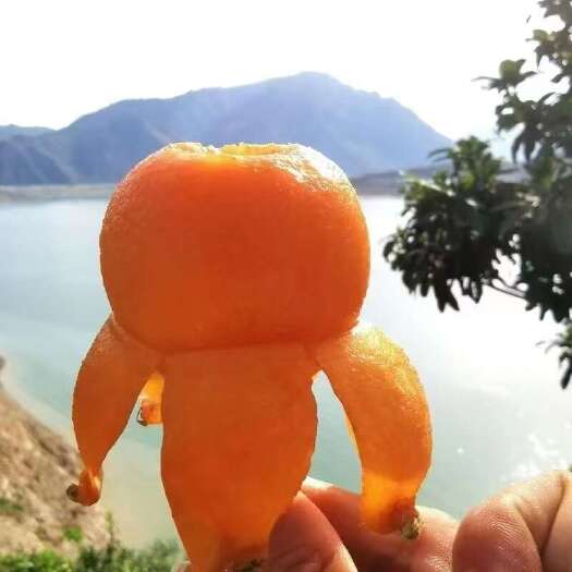 汉源县汉源五星枇杷  大量上市代购，供货   代办 各种渠道对接