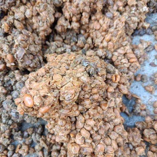 平原县黄豆酱油渣，高蛋白低水分，有包装。
质量优级。豆瓣酱