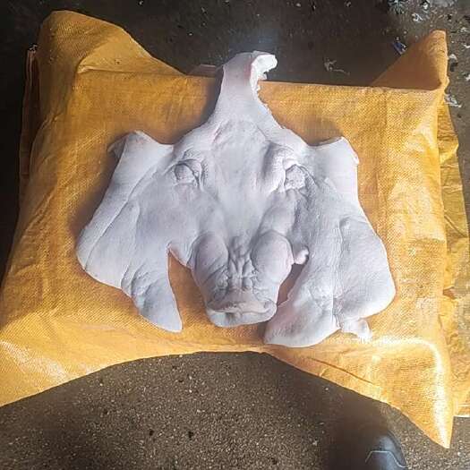 衡阳猪皮