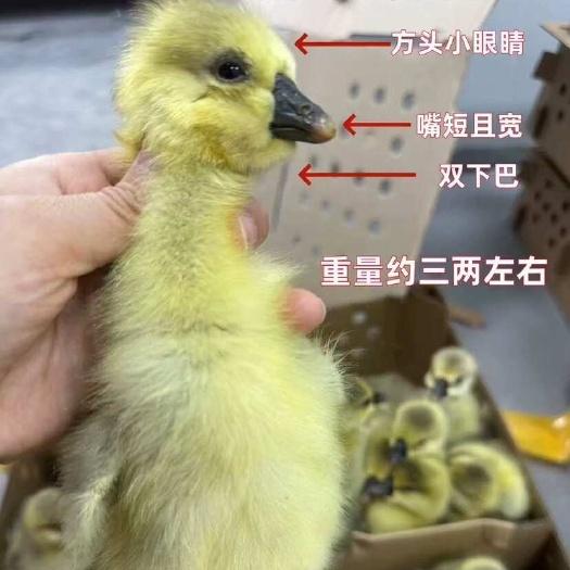 汕头狮头鹅苗特大纯种正宗特大纯种灰鹅汕头活苗灰色狮子头鹅幼苗现货
