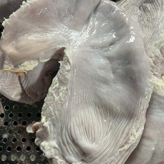 临沂新鲜猪肚批发 临沂直发 精选优质货源 适合餐饮加工